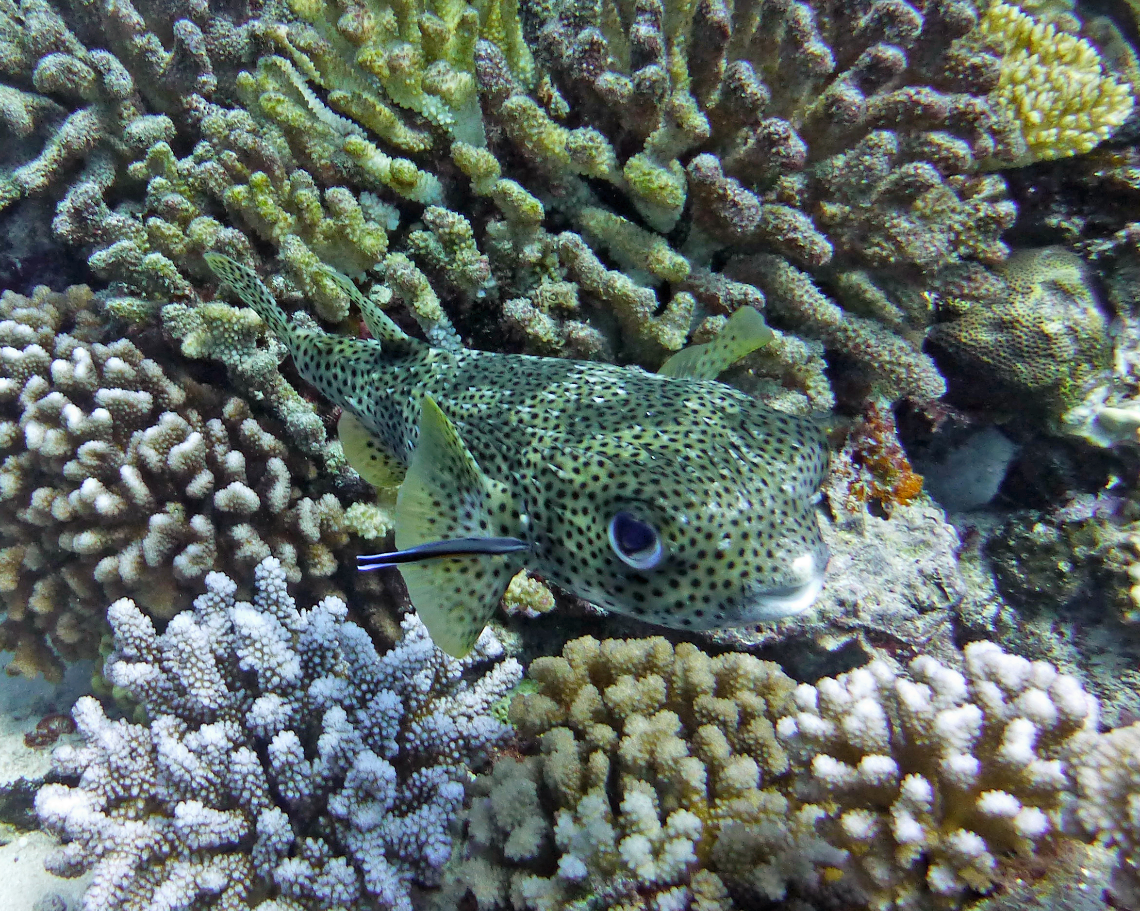 Porcupinefish getting cleaned by wrasse, Taotoi, Mo'orea, French Polynesia 2019.